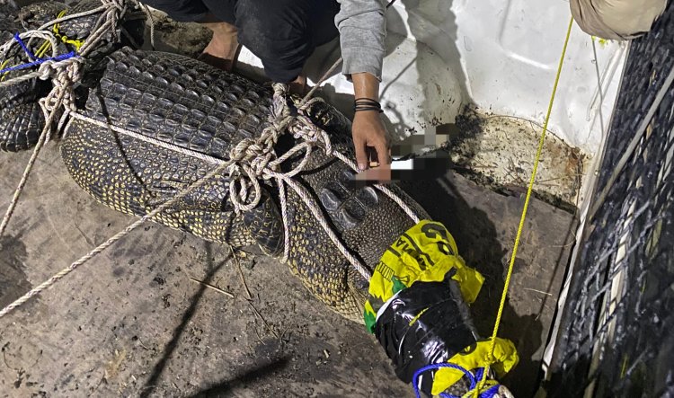 Nasib Buaya Buaya Penyerang Kakek Di Desa Tanjung Terantang